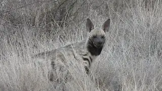 African stripped hyena feasting on a ant eater#viral #wildtv #wildlife #indiansafari #africa #trend 