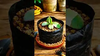 How to report plant Bryophyllum 🪴#gardening #plants #shorts