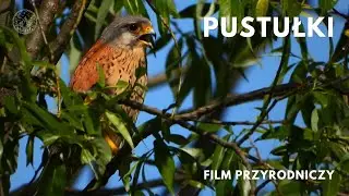Pustułka | samica i samiec | Kestrel