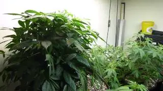 INCREASE GROW&trade; -1800 ppm CO2 infused foliar. 3 minutes after application. (Testing)