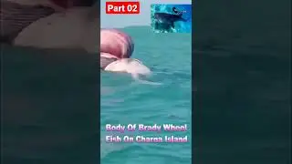rare wheel fish on Charna Island | charna fishing 2022 | Giant Whale Found