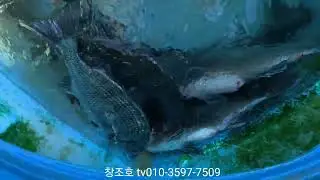 5짜감성돔 등등등 카고낚시 도전해보세요 