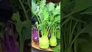 Pick fresh organic vegetables#picking#vegetable#rural life #satisfying #farming