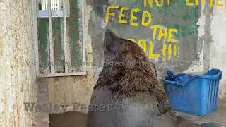 Kalk Bay seal watches food next to wall saying &ldquo;Don&rsquo;t feed the seal&rdquo;