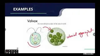 @HR_Academy-SA Types of cellular organization 9th grade biology (English and Urdu)