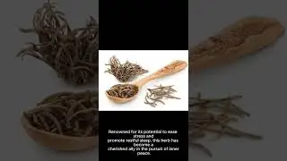 Discover Tranquility with Valerian Root
