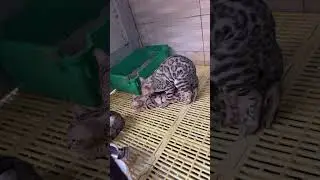 Phối giống m&egrave;o bengal Silver