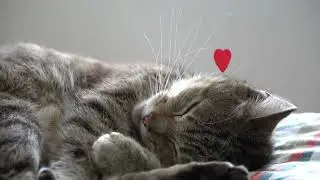 #мысық #кошка #cat тур ,тура-гой☺