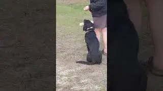 Bo finishing up Force Fetch