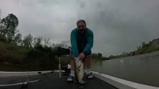 Bucket Mouth Bass
