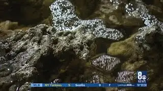 8 News NOW gets sneak peek of Seaquest Interactive Aquarium