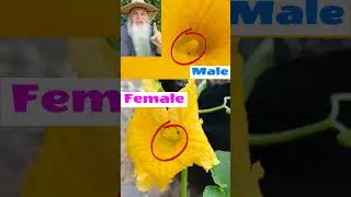 Hand Pollinating Pumpkins,  How to.