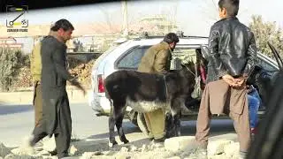 کمره مخفی چوچه خر یادش بخیر