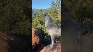 Ghost is such a great howler 🐺 #wolf #wolflove #wolflife #youtubeshorts #husky #ytshorts #animals