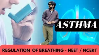 Regulation of Breathing | Rhythm center & Apneustic Center | Asthma -Treatment | NEET NCERT CLASS 11