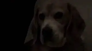 Evil dog