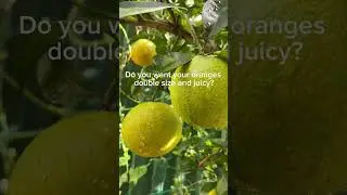 Best organic fertiliser #gardentip #gardentricks #shorts #gardenideas #shortsvideo #relaxinggarden