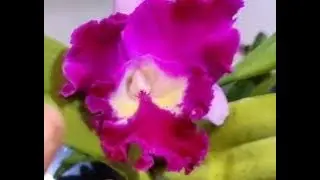 Cattleya Orchid Care : Water, light, fertilizer and media