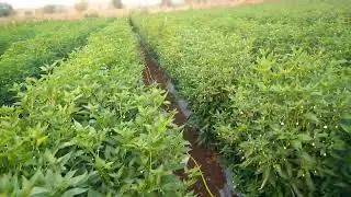 Syngenta Chilli 5531 chilli