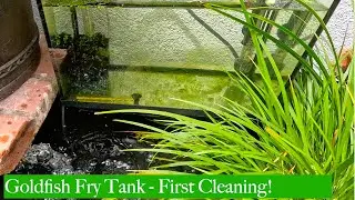 First Time Cleaning the Goldfish Fry Tank!  (Algae, Filter & Tiny Surprises)