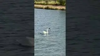 #lovelakes #alqudralake #heartshape #lakes #swan #dubai #uae #nature #beautiful