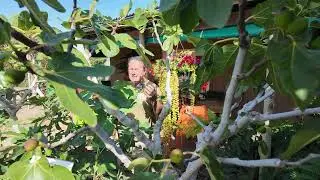 Growing fig trees