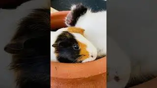 Snuggly  Piggies  #guineapighome #guineapig #pet #pets #rodent #animals #petguineapig #cute