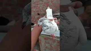 s z kabootar .Punjabi malway