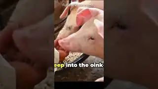 peppa pig peppa pig video #pig #shortsfeed #piggy #shorts