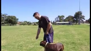PERTH PET CARE PROMO DOG TRAINING VIDEO!! (ENJOY)
