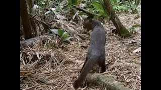 Animal Activity on the Santuario Santa Fe Creek Trail Over 24 Hours