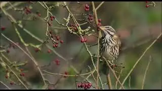 Redwing at Trentham Gardens