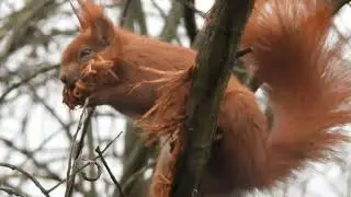 Squirrel - Вавёрка