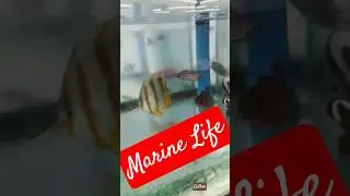 SamRose Marine Shop Las pi&ntilde;as City Philippines #philippines #fish