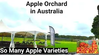 Visit to Apple Orchard & driving around lush Darkes Forest