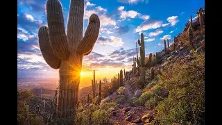Saguaro Cactus with the Desert Botanical Garden | Outdoor Living Hour with Rosie On The House
