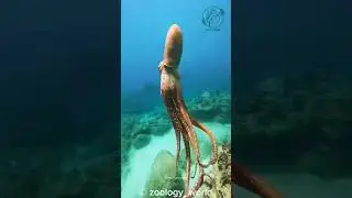 Why Do Female Octopuses Cannibalize Mate? #wildlifeseekers