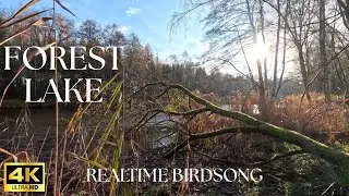 4K Autumn Lake &ndash; 8 Hours NO LOOP Birdsong &ndash; Calm Forest Lake Ambience &ndash; Relaxing Nature Sounds