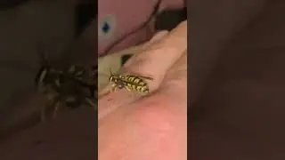 My pet wasp 🐝 😀#nature #wasp #queen