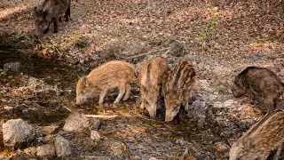 We Left a Camera Trap at the River for 7 Days – What It Recorded Was Shocking