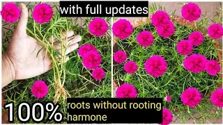 How to grow portulaca/moss rose/table rose/9,o clock plant from cuttings (with full updates).