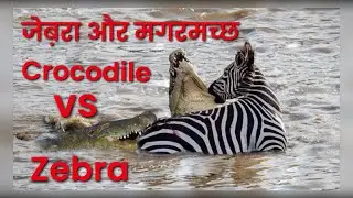 Zebra aur crocodile|| Crocodile zebra fight|| Crocodile attack on zebra|| Zebra kicks crocodile