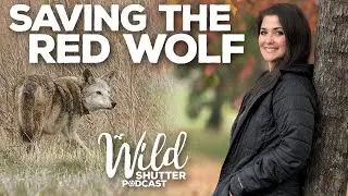 Saving the Endangered Red Wolf