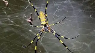 Web of Wonders: A Spider Documentary