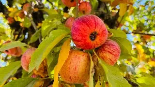 Сезон яблок и груш! Пошли собирать🍎 @khrysslife