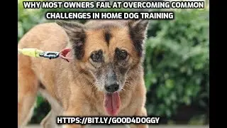 Why Most Owners Fail at Overcoming Common Challenges in Home Dog Training