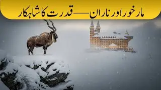 Markhor Ki Sardi Mein Zindagi | Pakistan Ka National Animal | Naran Winter Documentary