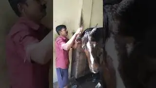 syce Satrughan paswan with indranil 🐎🐎#horse #horselover #horseriding  @Avanish_kumar13
