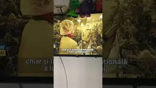 #Euronews #Germany & #Europe , cannabis regulations for a free market on our old continent #europe