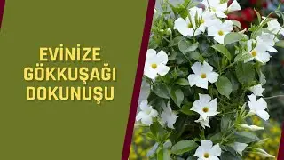 MANDEVILLA /SANDEVILLA BİTKİSİ HAKKINDA BİLMENİZ GEREKEN HER ŞEY BU VİDEODA
